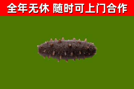 三亚烟酒回收干海参.jpg